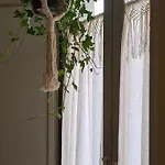 Musa Paradisiaca * Turim